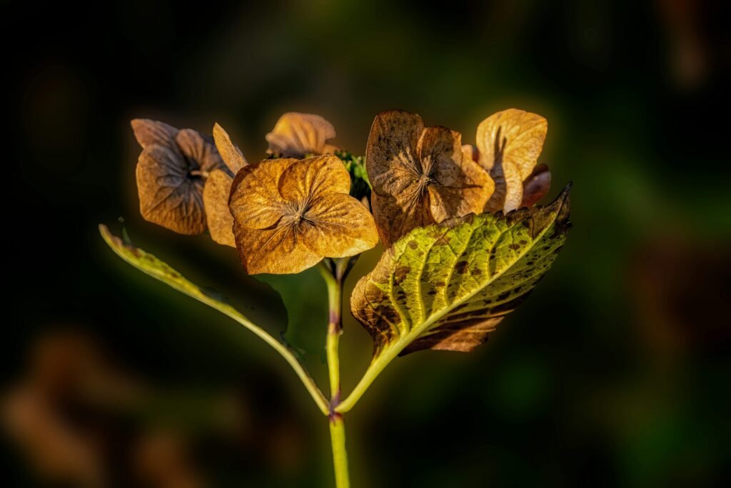 folhas amarelando oq fazer