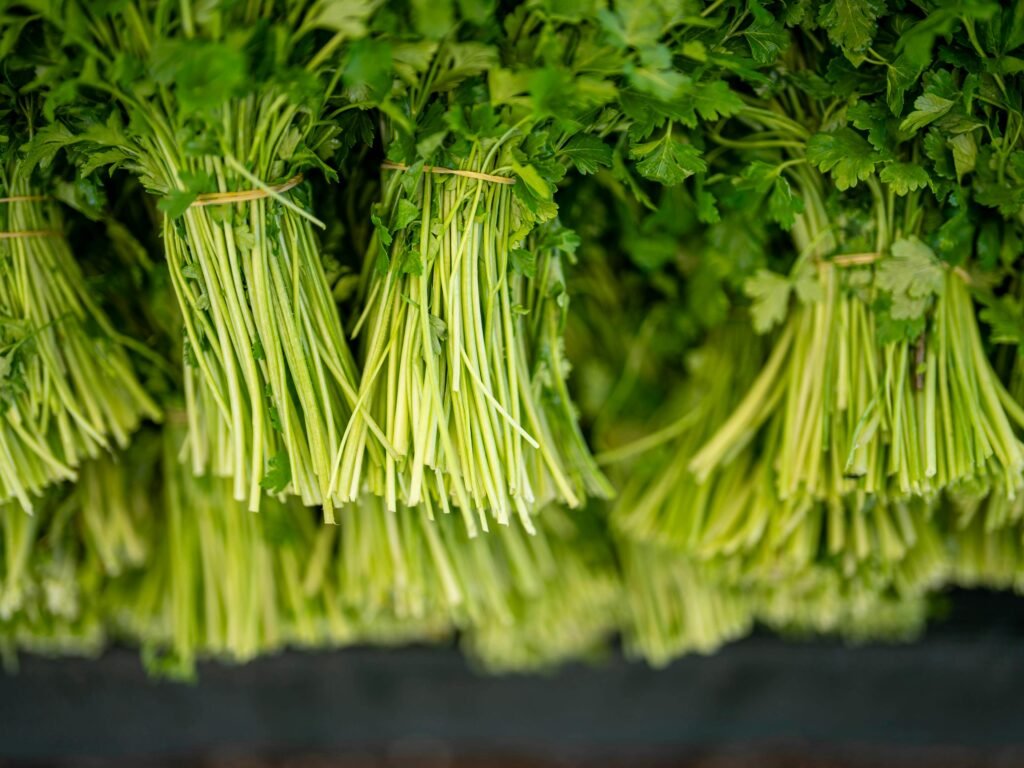 planta comigo salcinha