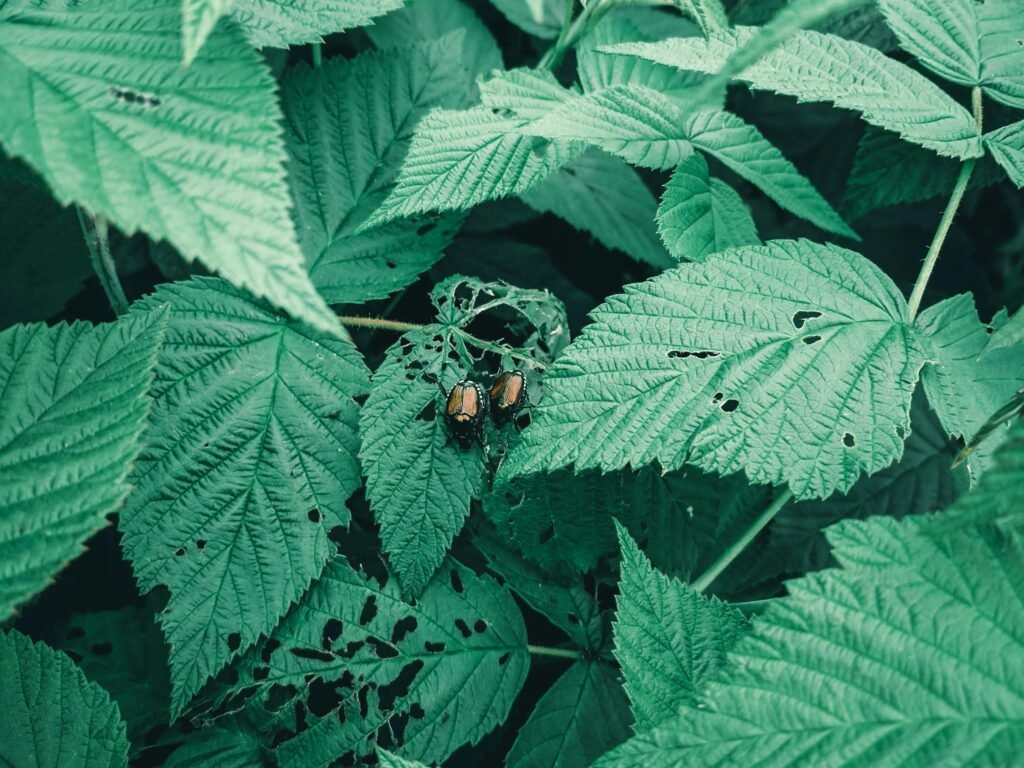 Pragas nas folhas planta comigo